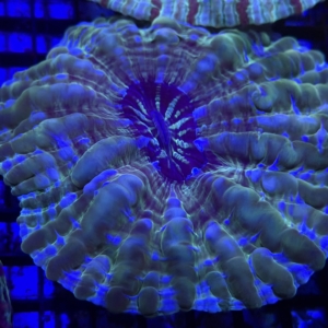Indophyllia