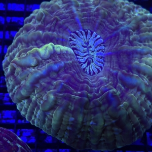 Indophyllia
