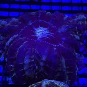 Indophyllia