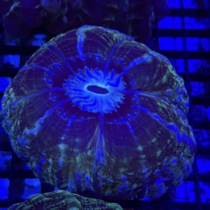 Indophyllia