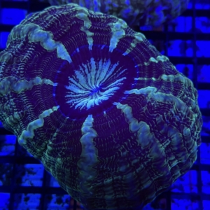 Indophyllia