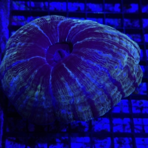 Indophyllia