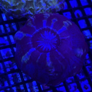Indophyllia