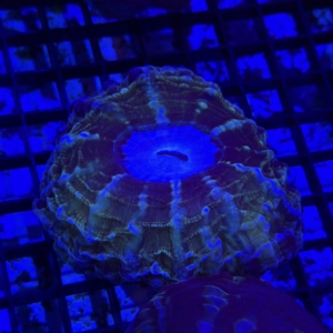 Indophyllia