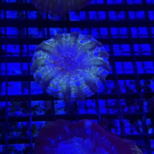 Indophyllia