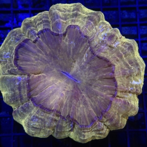 Acanthophyllia