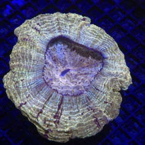 Acanthophyllia