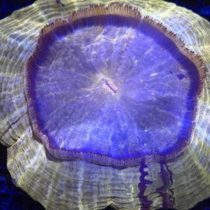Acanthophyllia