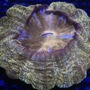 Acanthophyllia