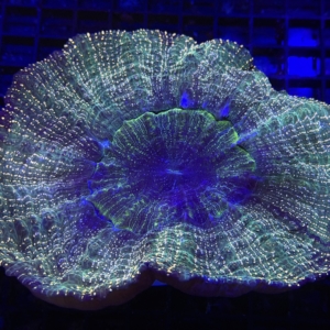 Acanthophyllia