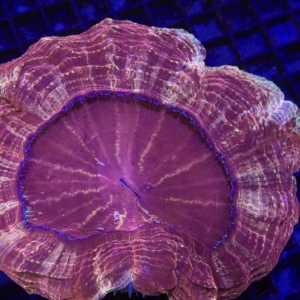 Acanthophyllia