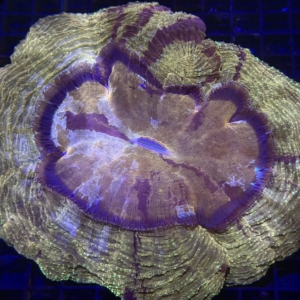 Acanthophyllia