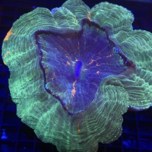 Acanthophyllia