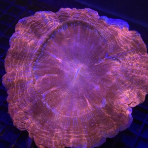 Acanthophyllia