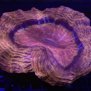 Acanthophyllia