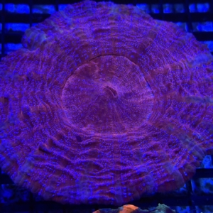 Acanthophyllia
