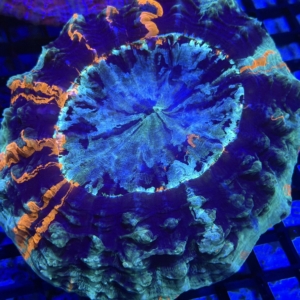 Acanthophyllia