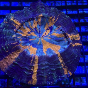 Acanthophyllia