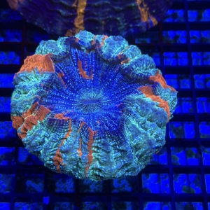 Acanthophyllia