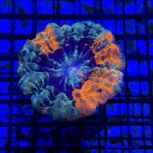 Acanthophyllia