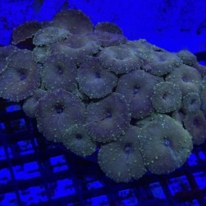 Green Mushroom