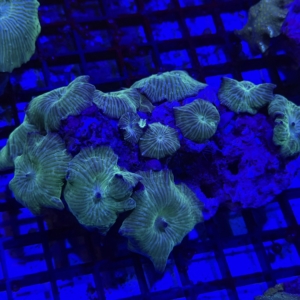 Green Mushroom