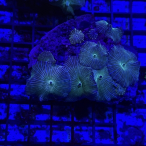 Green Mushroom