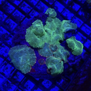 Green Mushroom
