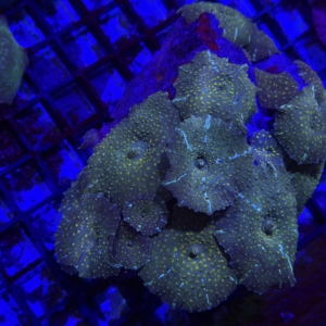 Green Mushroom