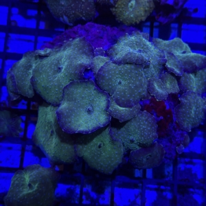 Green Mushroom