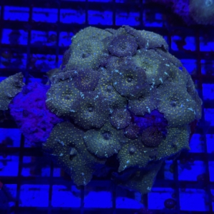Green Mushroom