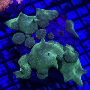 Green Mushroom