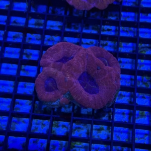 Bowerbanki