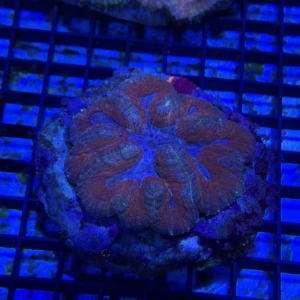 Symphyllia