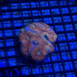 Symphyllia