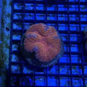 Symphyllia
