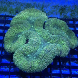 Lobophyllia