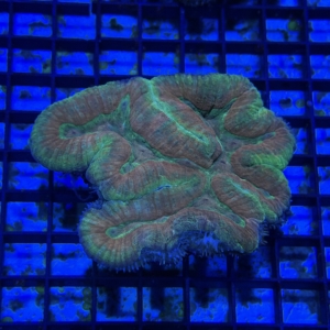 Symphyllia