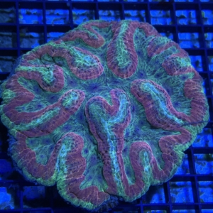 Symphyllia