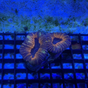 Lobophyllia