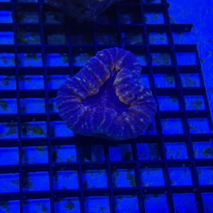 Lobophyllia