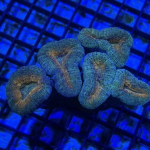 Lobophyllia