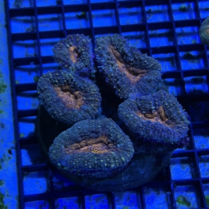 Lobophyllia