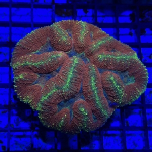 Symphyllia