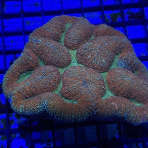 Symphyllia