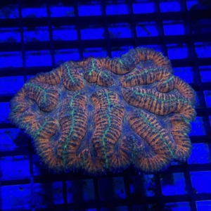 Symphyllia