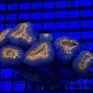 Lobophyllia