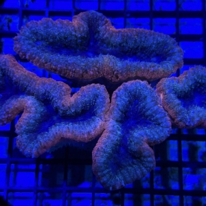 Lobophyllia
