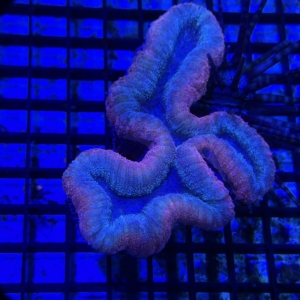 Lobophyllia