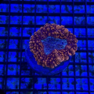 Lobophyllia